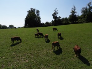 Rinder auf der Weide am Schönberg oberhalb von Ebringen